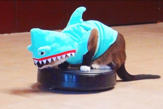 Cute cat in shark costume with Roomba robot vacuum.