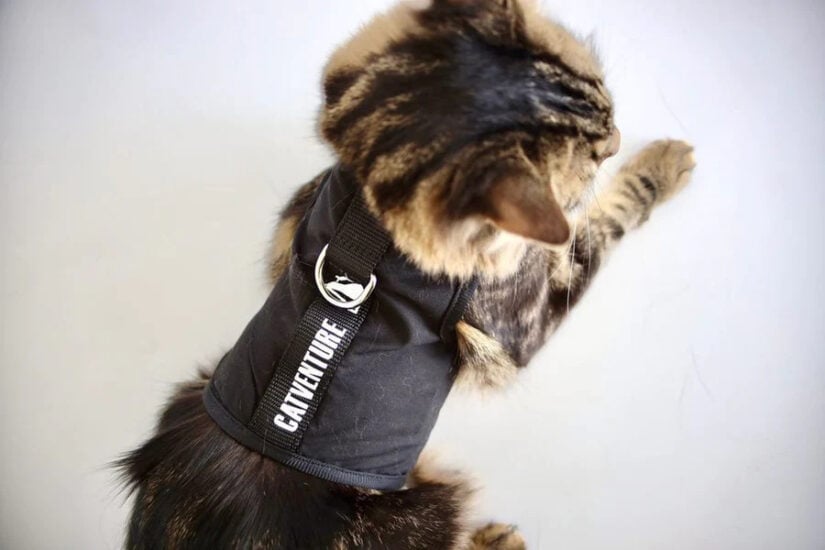 Dog wearing a harness with "CATTITUDE" text, looking at a white wall.