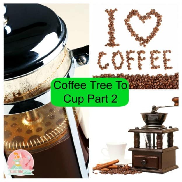 Coffee Tree To Cup Part 2