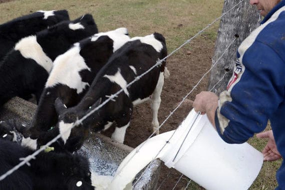 Farmers feeding calves with milk from a bucket on a farm.