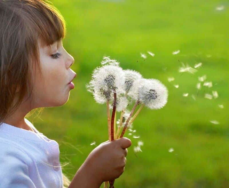 Child blowing dandelion seeds outdoors for natural cold and flu relief.
