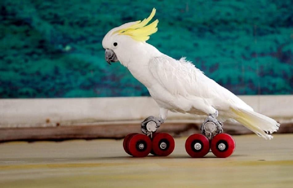 Videos To Laugh At: Amusing Parrots