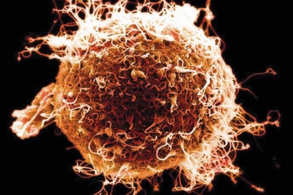 Microscopic image of an egg cell highlighting reproductive biology.