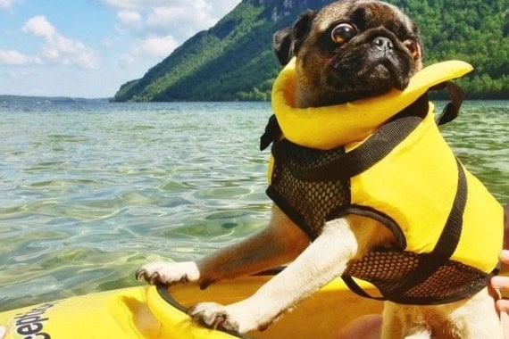 24 Photos of Pugs Having the Best Time of Their Lives