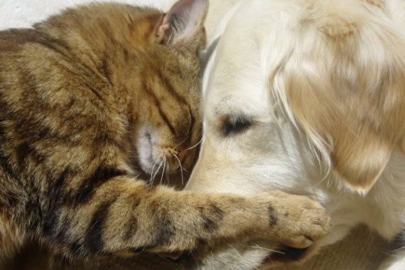 Watch How a Cat Shuts Up a Dog in Hilarious Video