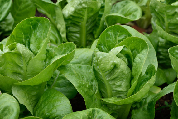 Urgent Recall For Bagged Lettuce Due To Salmonella Outbreak | Stay At Home Mum