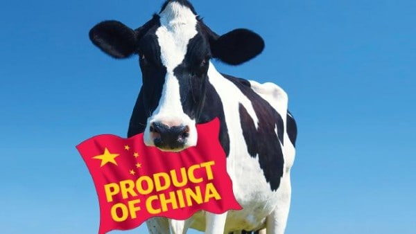 Cow with a "Product of China" label, symbolising concerns over rising milk and baby formula prices.