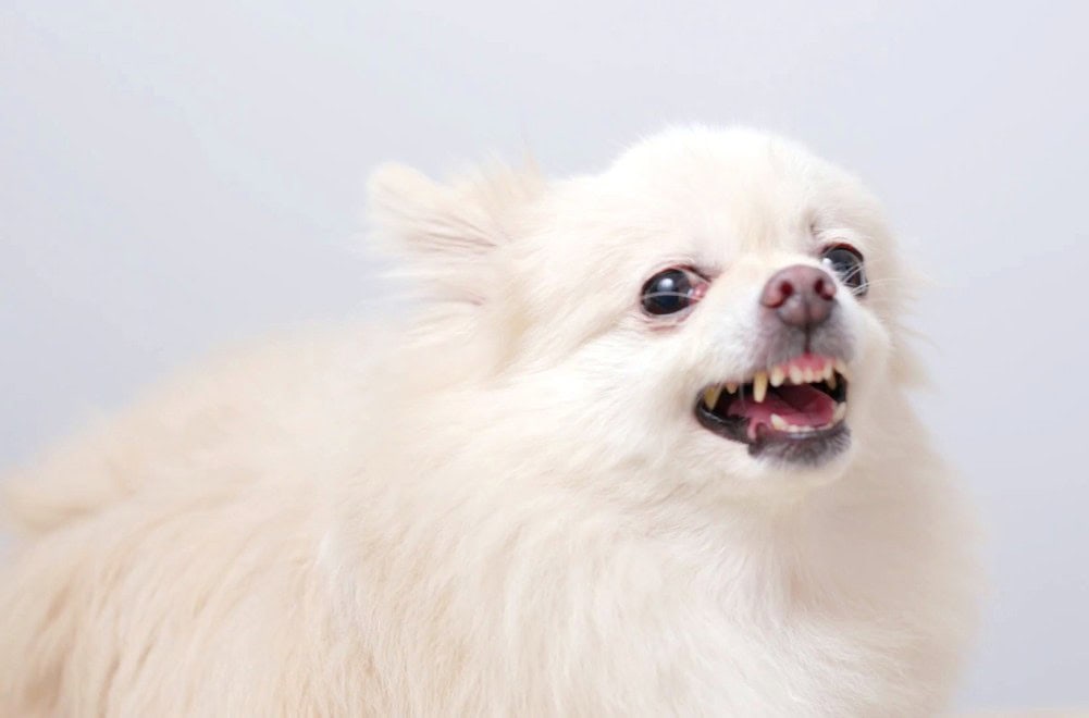 20 Tips to Teach Your Kids Dog Attack Awareness
