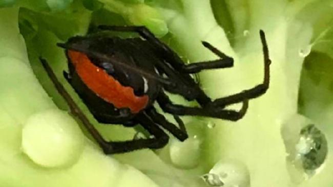 Customers Finding Redbacks In Woolworths’ Broccoli