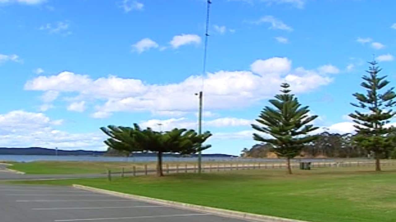 Serene park landscape featuring pine trees, a clear blue sky, and open grassy areas in Australia.