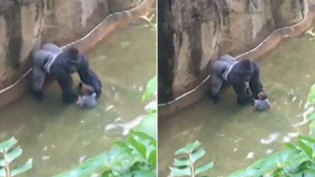 Zoo Comes Under Fire for Killing Gorilla Which Witnesses Say Trying to Protect Boy Who Fell Into Enclosure