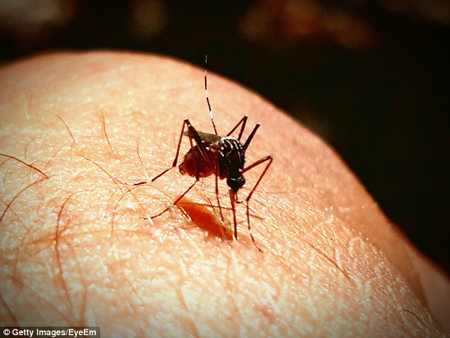 North Queensland Resident Tests Positive for Zika Virus