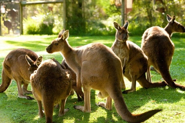 10 Great Places to Visit in Victoria For Families