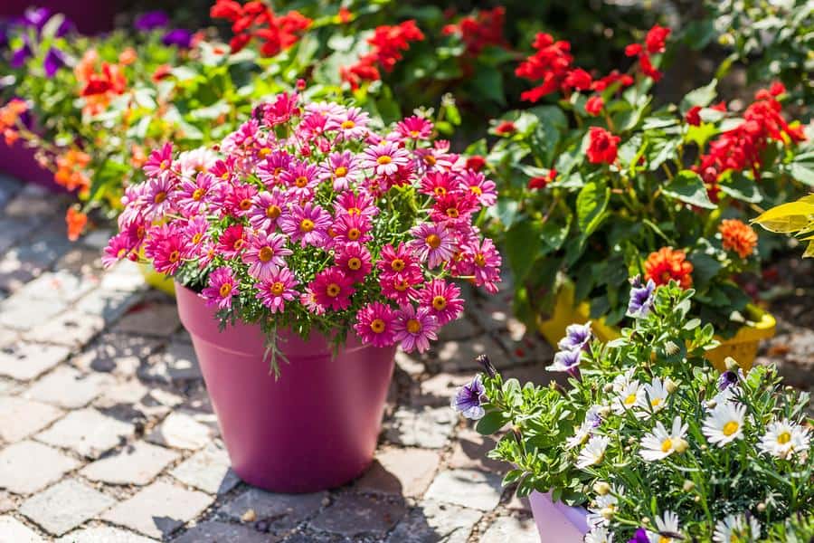 Colorful flower arrangements in pots to beautify your outdoor space and create a relaxing garden atm.