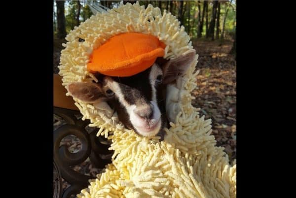 Baby goat wearing a duck onesie, perfect for cuddles and adorable moments.