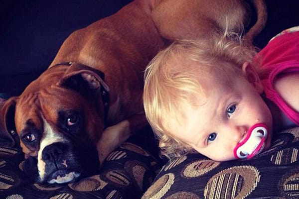 Hero Dog Left Fighting for Life After Saving Toddler From Deadly Snake