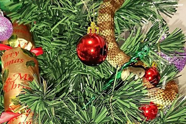Woman Finds Tiger Snake Coiled Around Her Christmas Tree | Stay at Home Mum