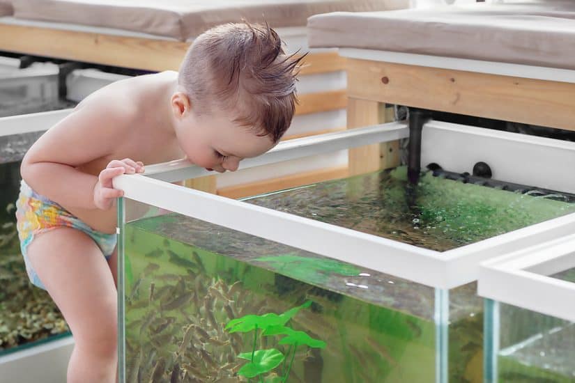 Top 4 Best Allergy Friendly Pets For Sensitive Families
