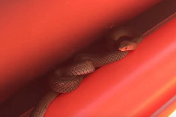 Girl Finds Deadly Snake In Pool-Side Inflatable After She Almost Sat On It