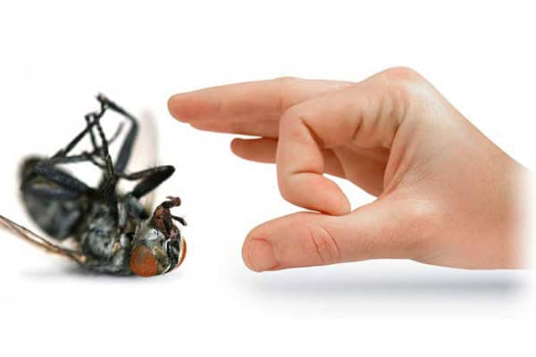 9 Natural Ways to Get Rid of Flies Both Inside and Outside!