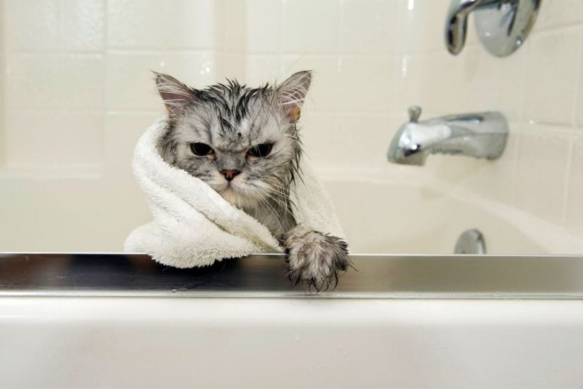 Wet cat with towel around neck in bathroom, looking annoyed.
