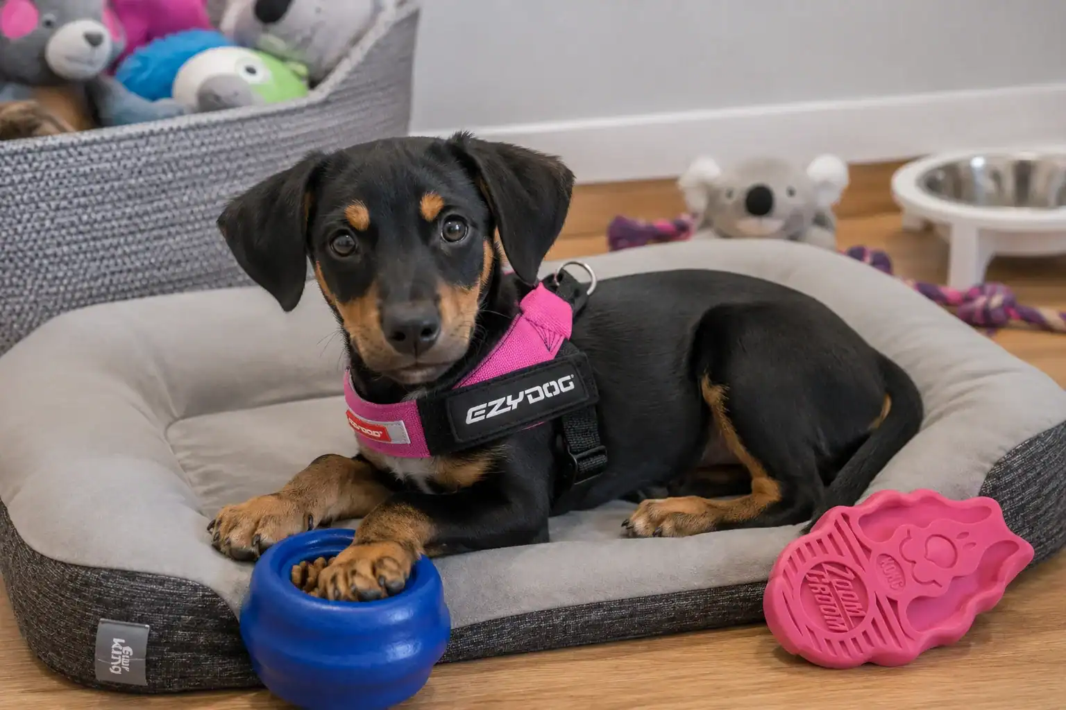 Adorable puppy resting on a cozy dog bed with toys and accessories in a home setting.
