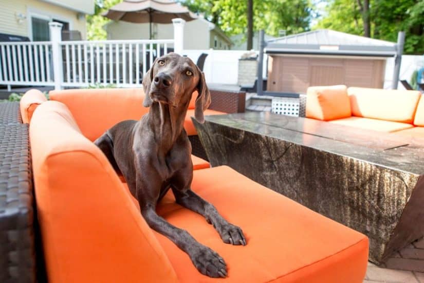 Outdoor backyard lounge with dog on orange sofa and garden backdrop.