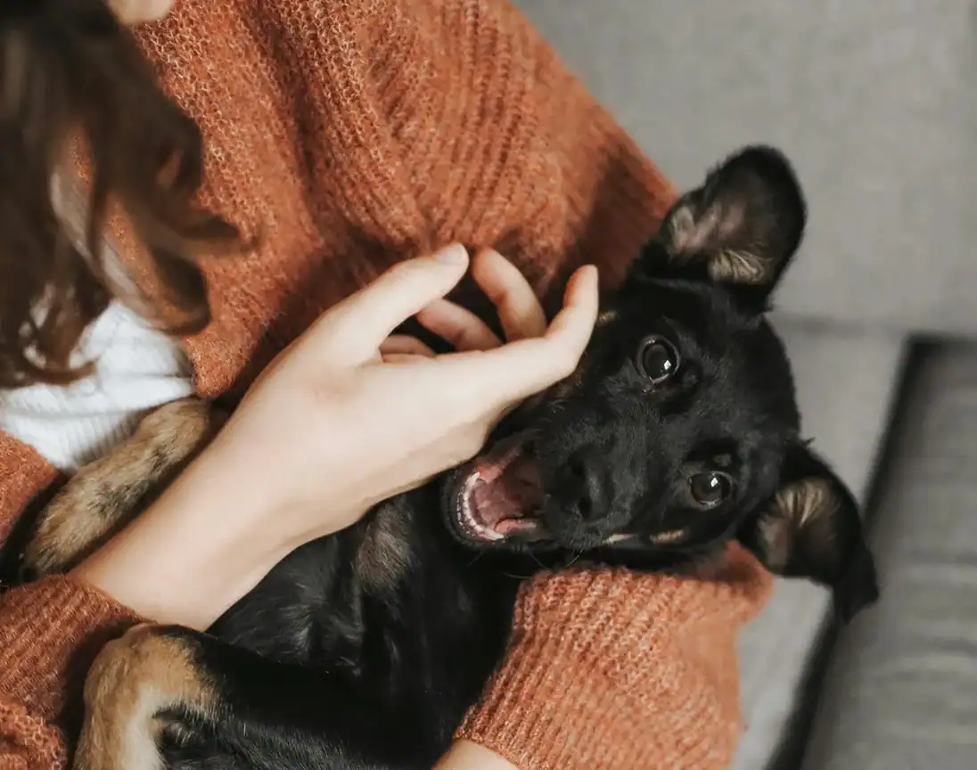 Why Every Working Parent Needs Dogshare in Their Life